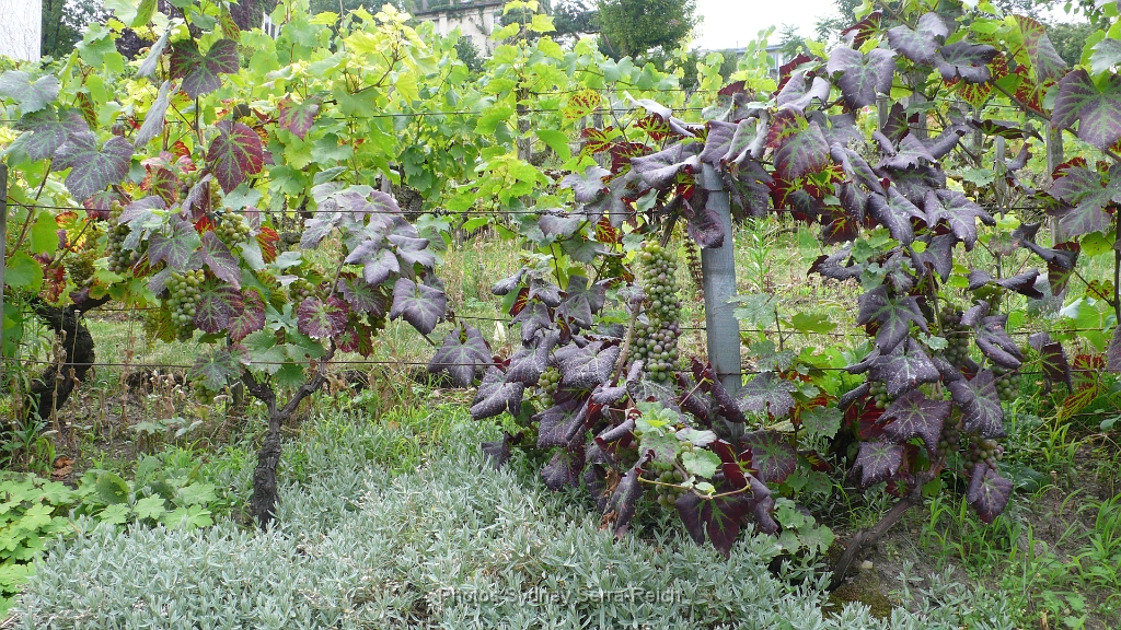 Sur la butte Montmartre 18eme arrdt  La vigne.JPG - La vigne sur la butte Montmartre.18ème arrdt  